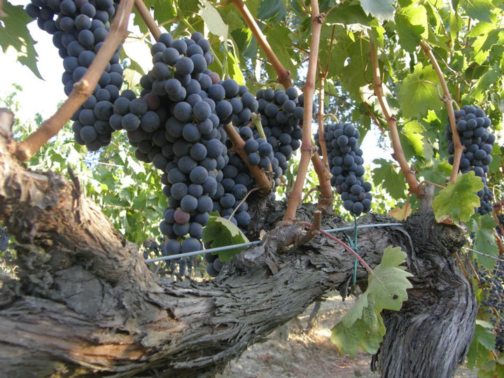 Luscious, ripe red grapes at the Pietro Beconcini Vineyards, wines distributed by Beviamo International in Houston, TX